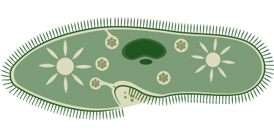 Mikrobiyoloji